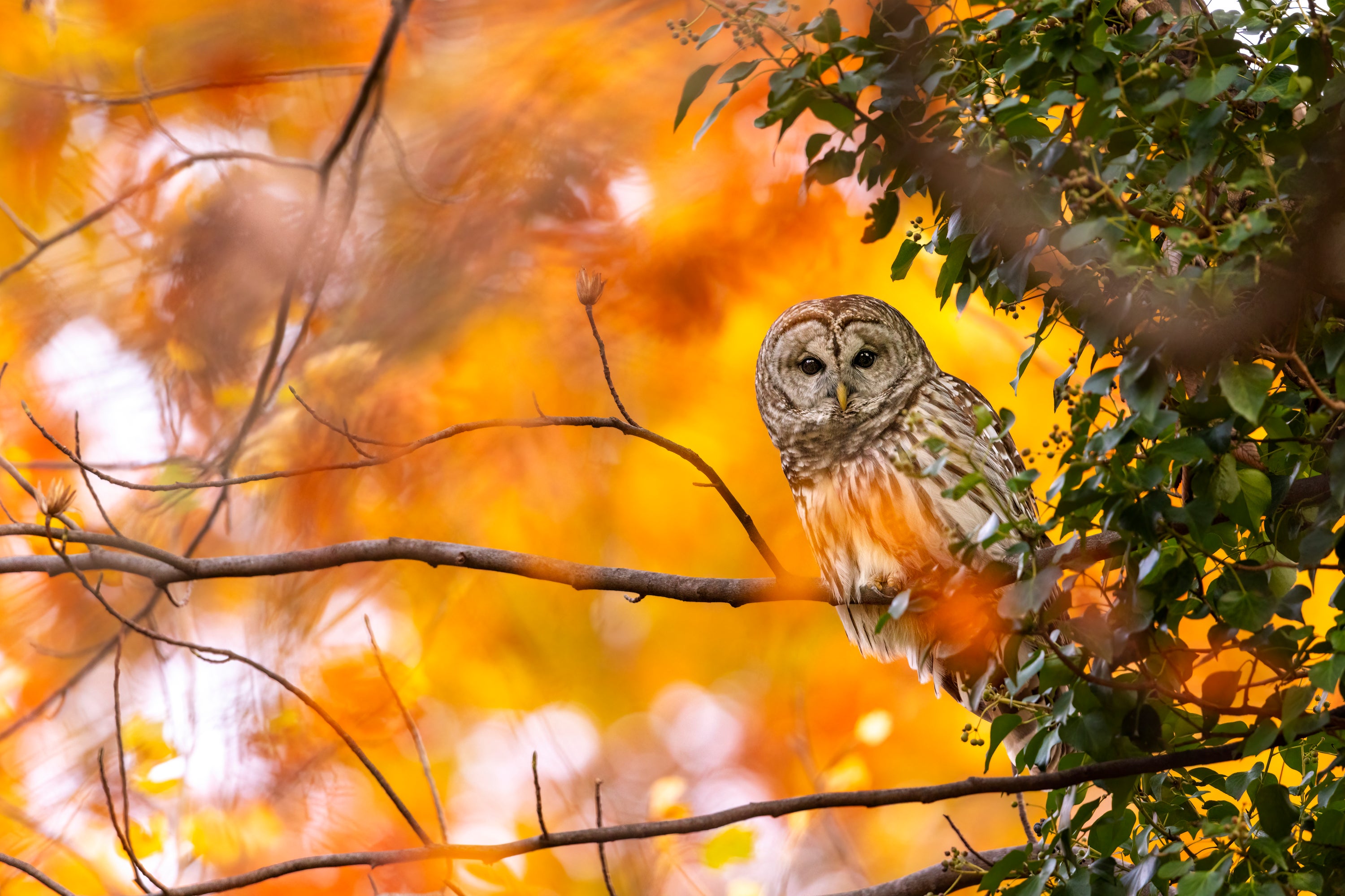 A Barred Owl perched in a tree against a background of orange fall foliage.